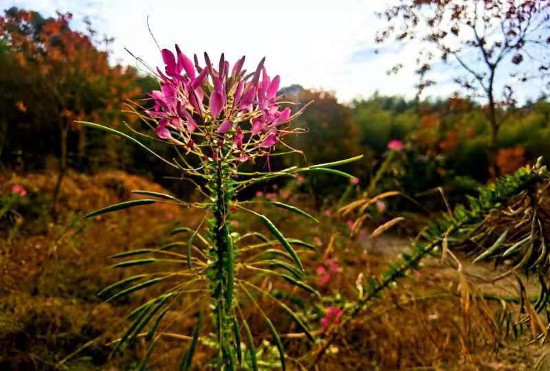 微信图片_201911181307273