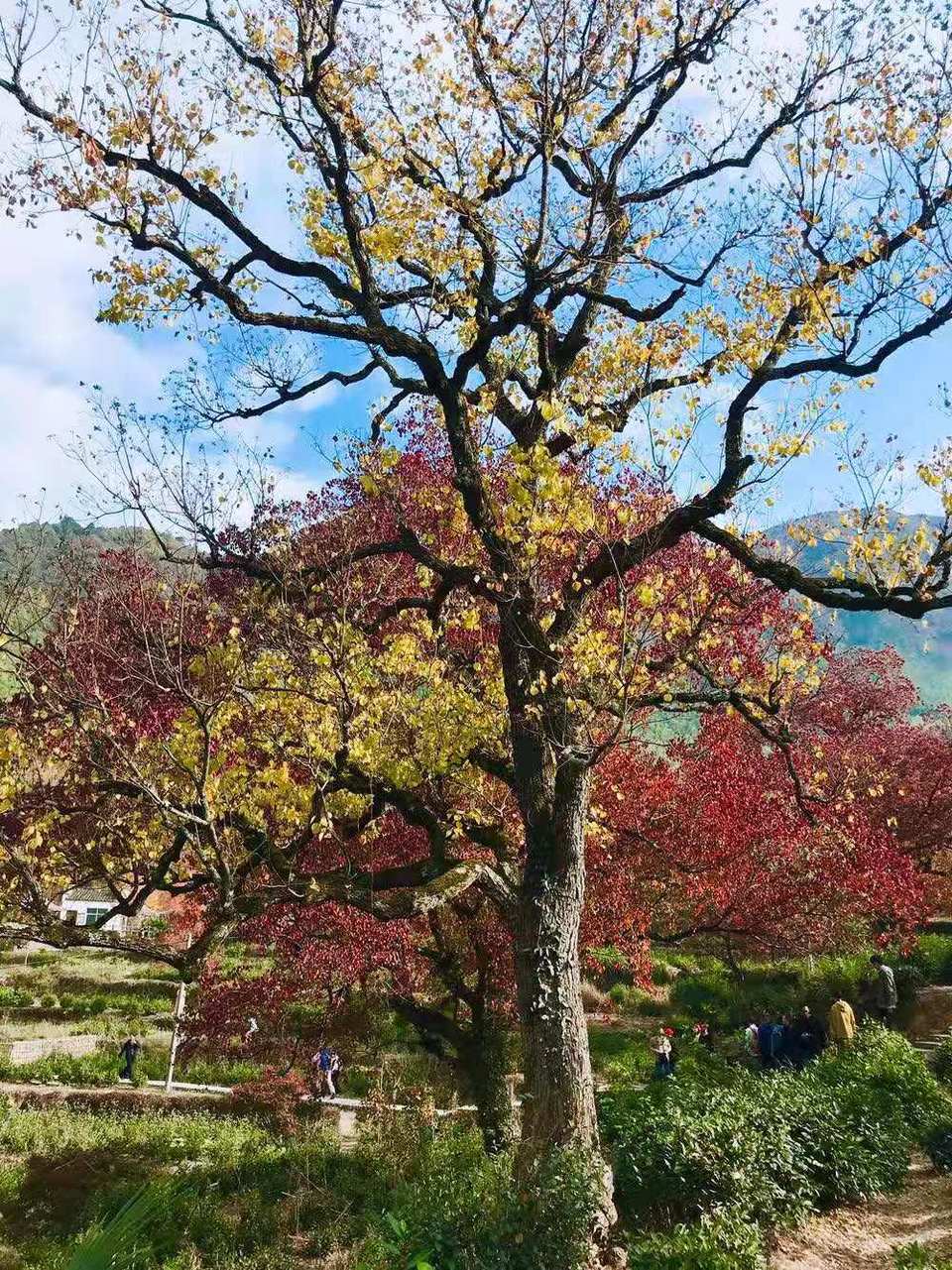 微信图片_201911181307276