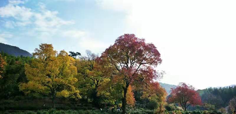 微信图片_201911181307573