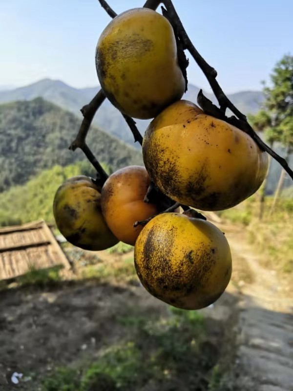 微信图片_201911181308321