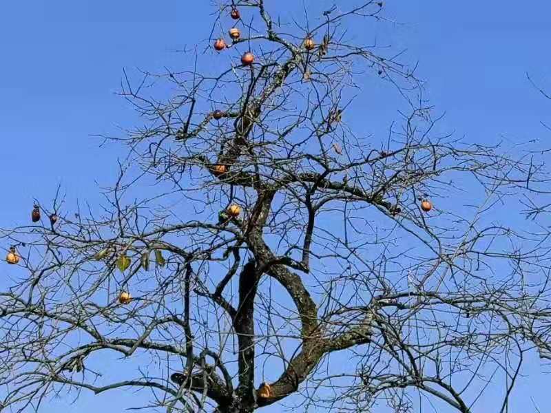 微信图片_201911181308323