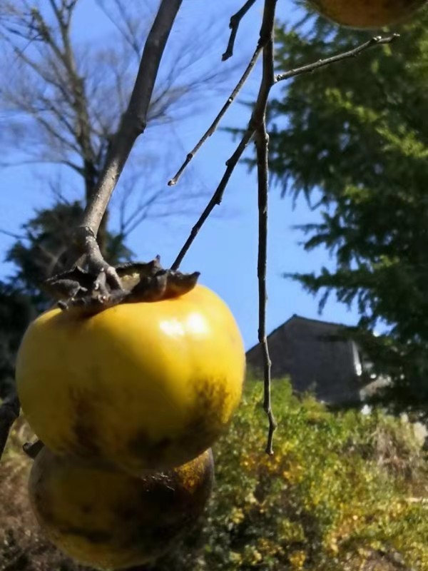 微信图片_201911181308324