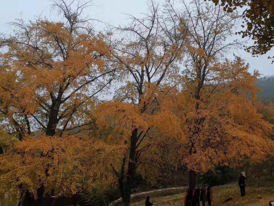 微信图片_20191118161938