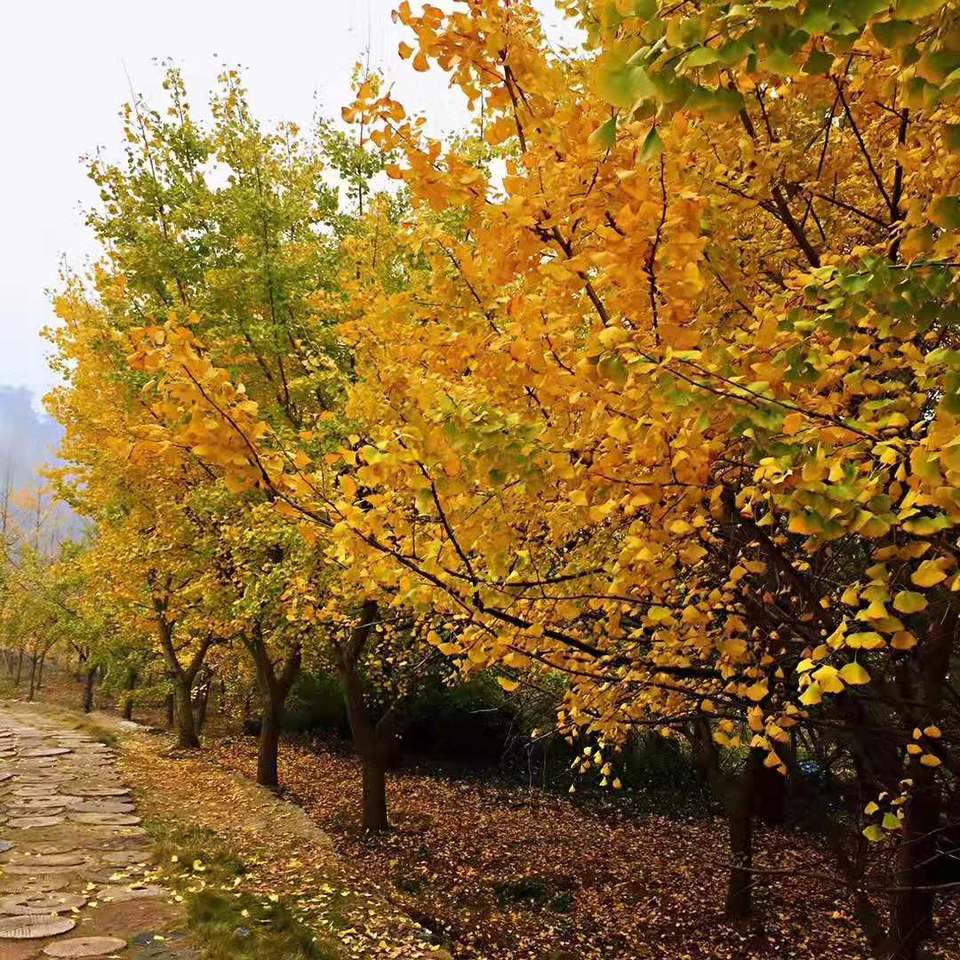 微信图片_201911181616531