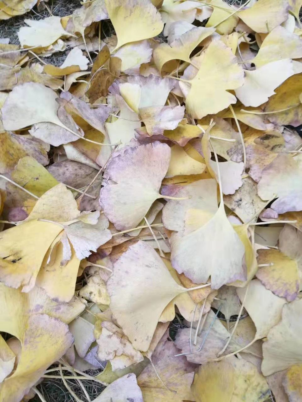 微信图片_201911181616533