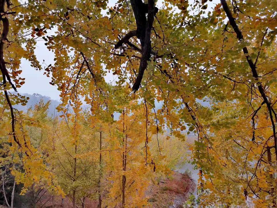 微信图片_201911181616534