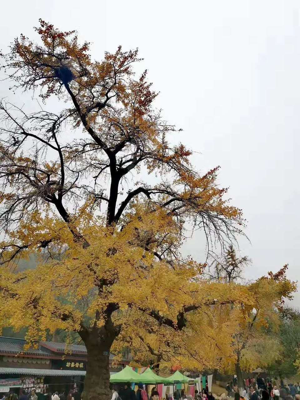 微信图片_201911181616536