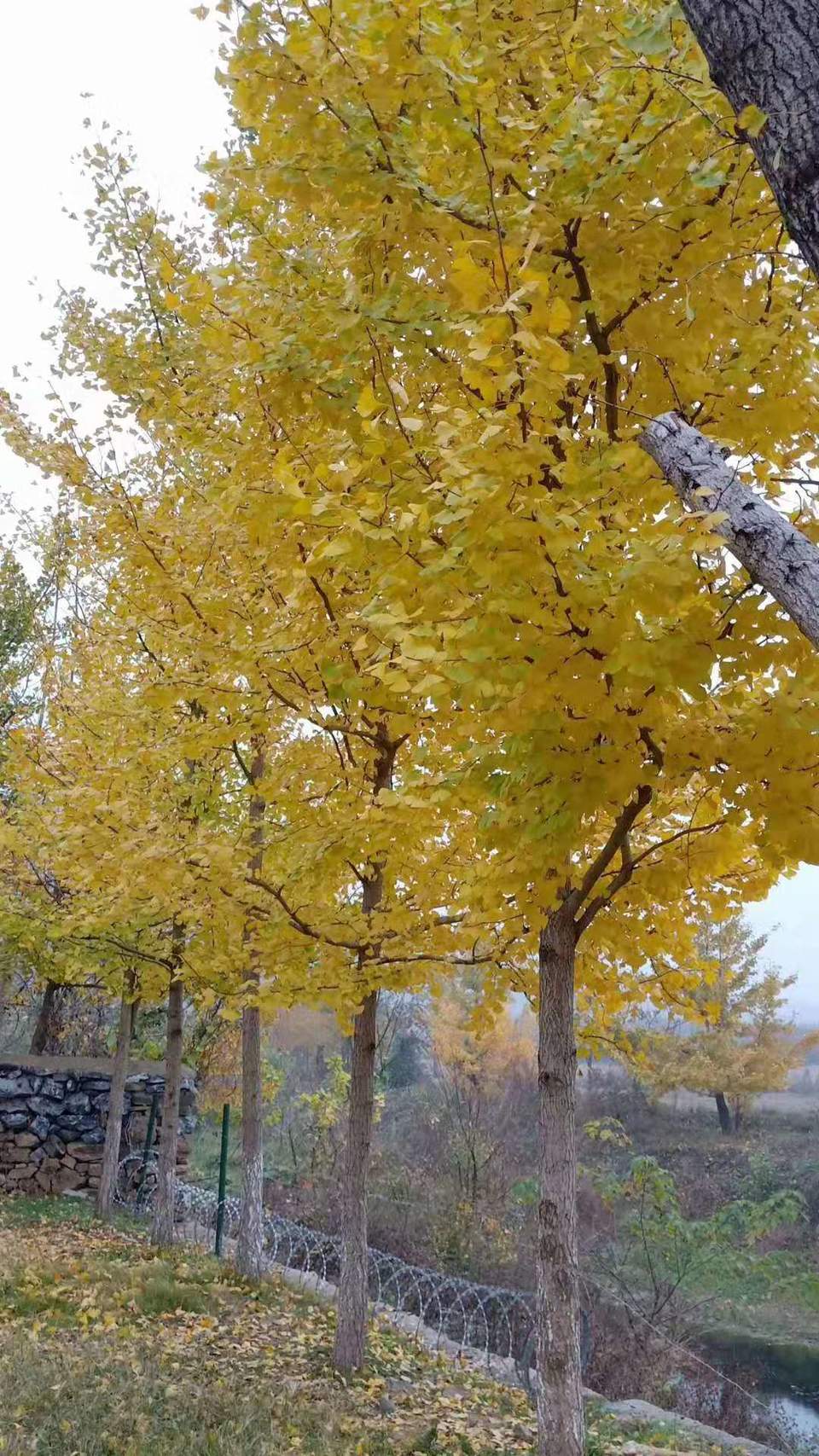 微信图片_201911181619371