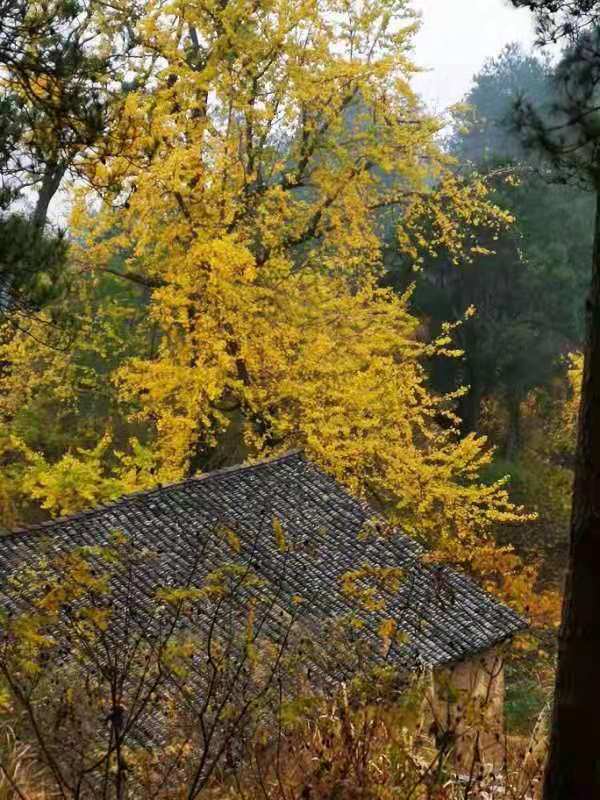 微信图片_201911250956245