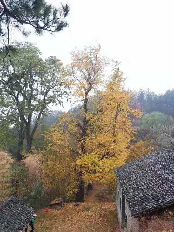 微信图片_201911250959537