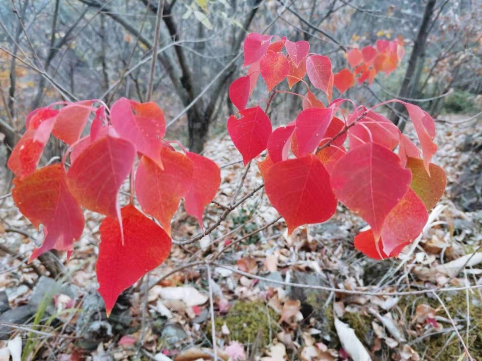 微信图片_201911251000582