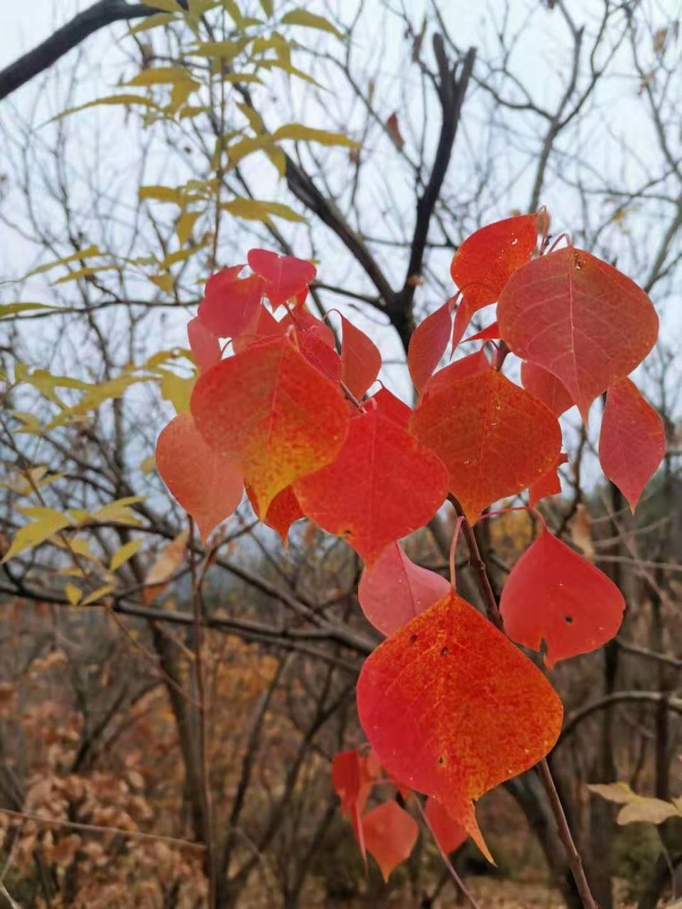 微信图片_201911251000583