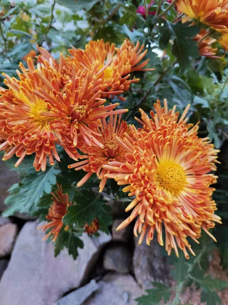 微信图片_201911251000584