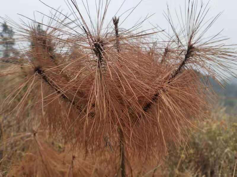 微信图片_201911251000586