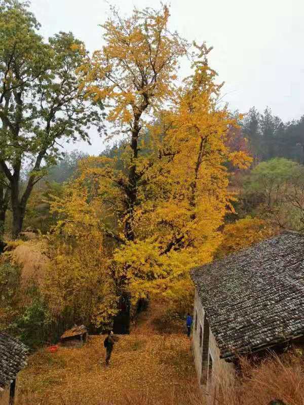 微信图片_2019112509581711