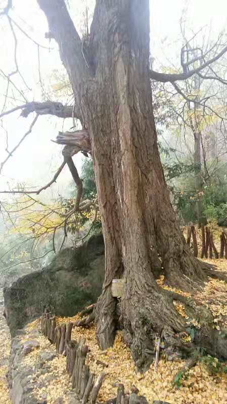 微信图片_201911251103138