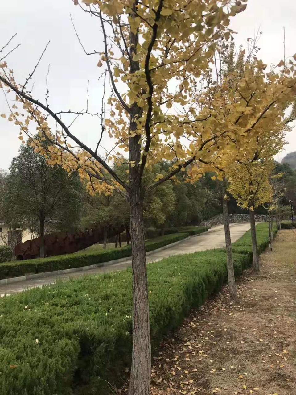 微信图片_201912021145446