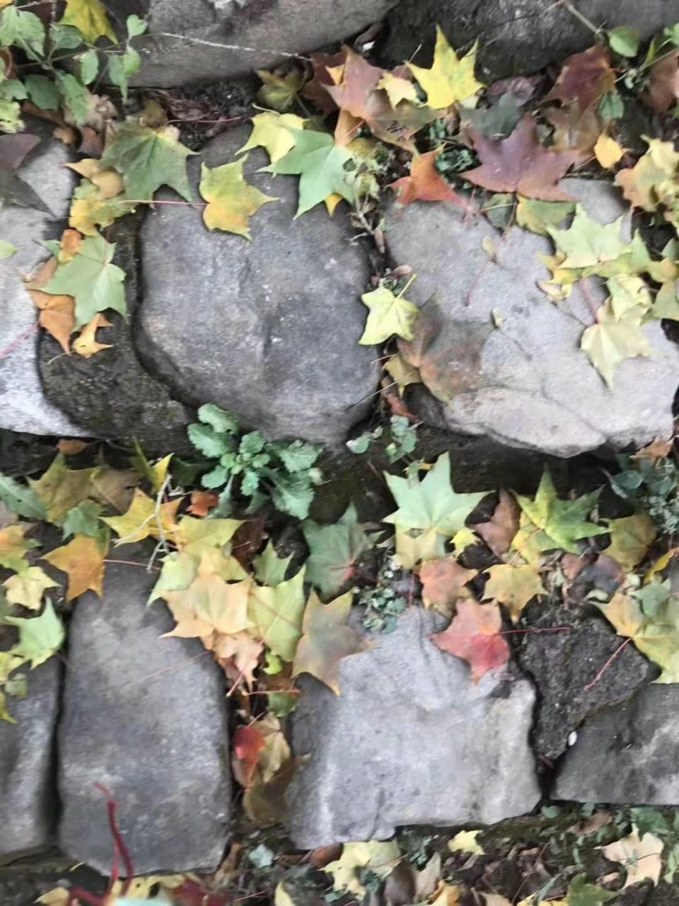 微信图片_201912021145447