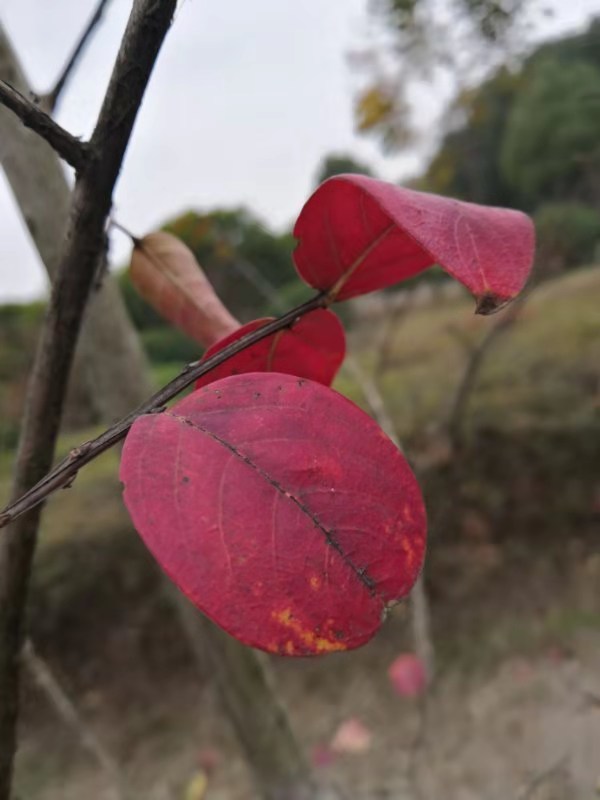 微信图片_201912021222003