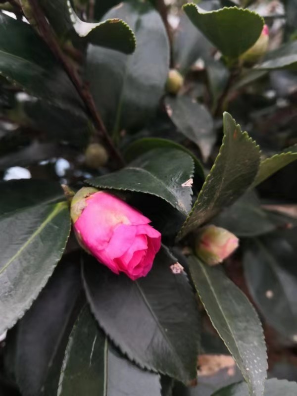 微信图片_201912021222004