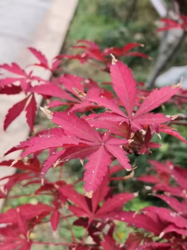 微信图片_201912021222007