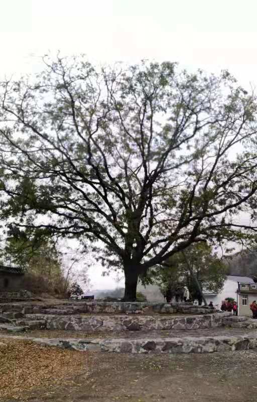 微信图片_201912021222302