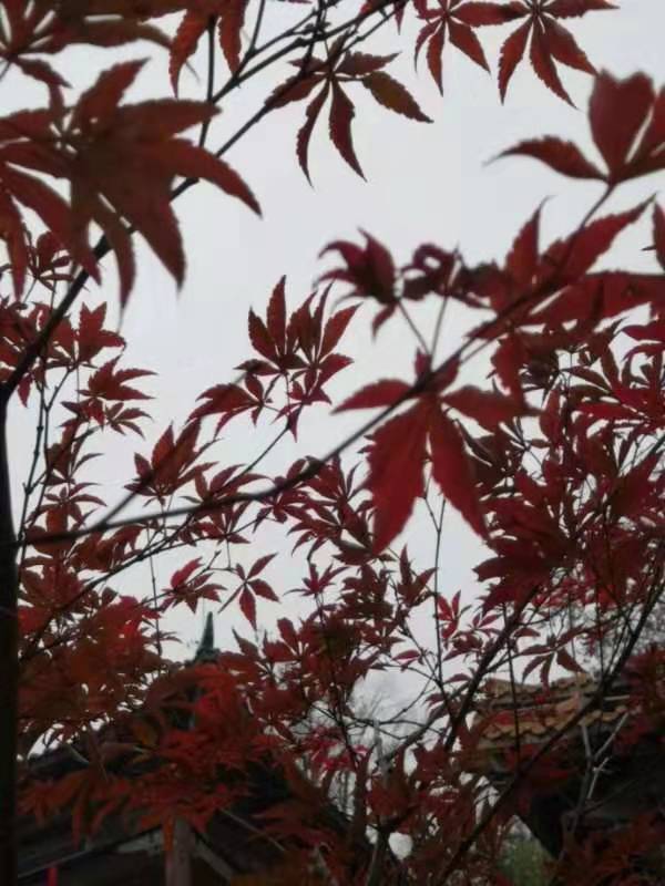 微信图片_201912021222303