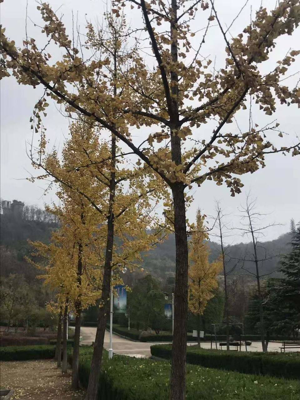 微信图片_201912021223256