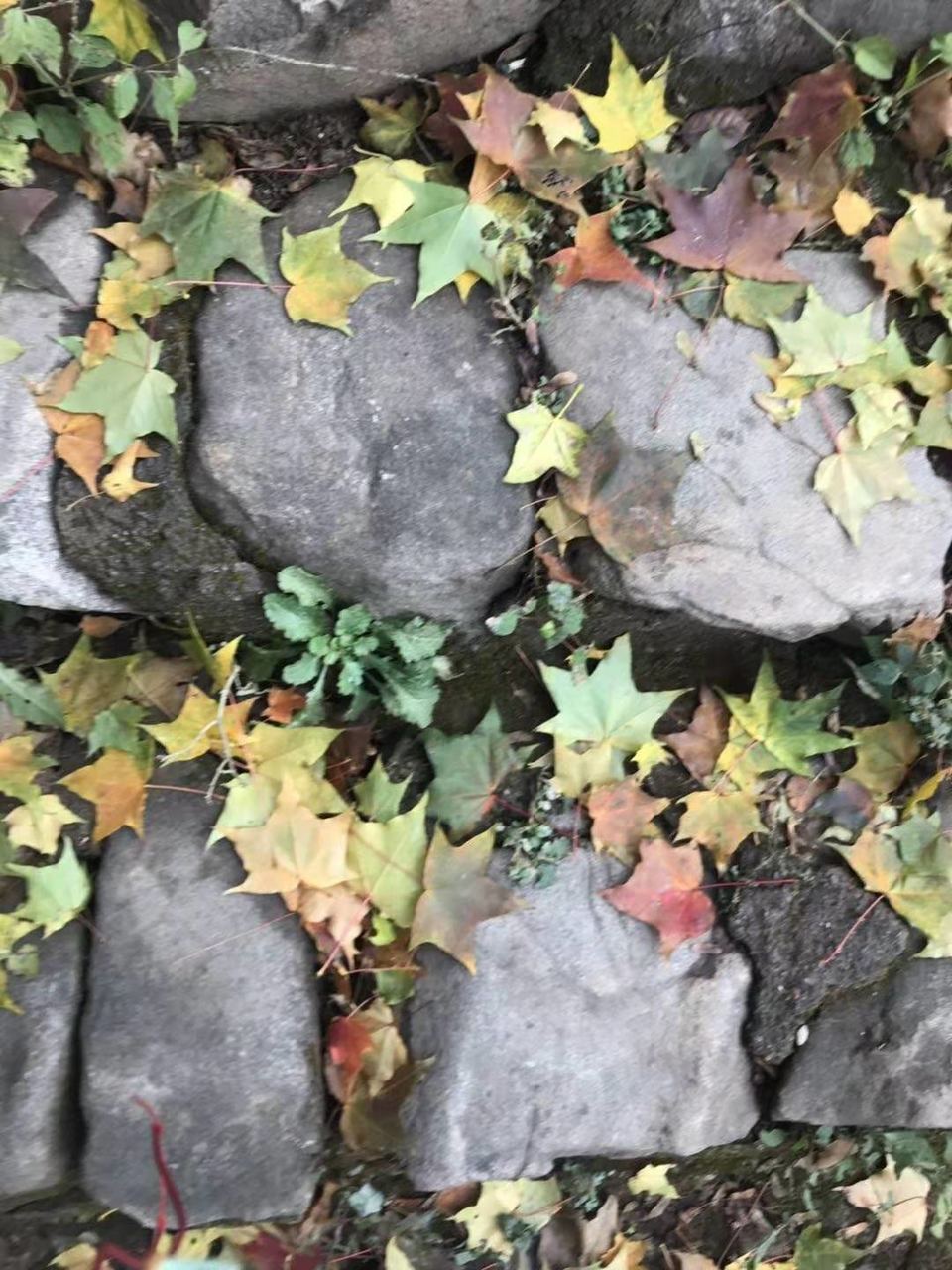 微信图片_201912021224047