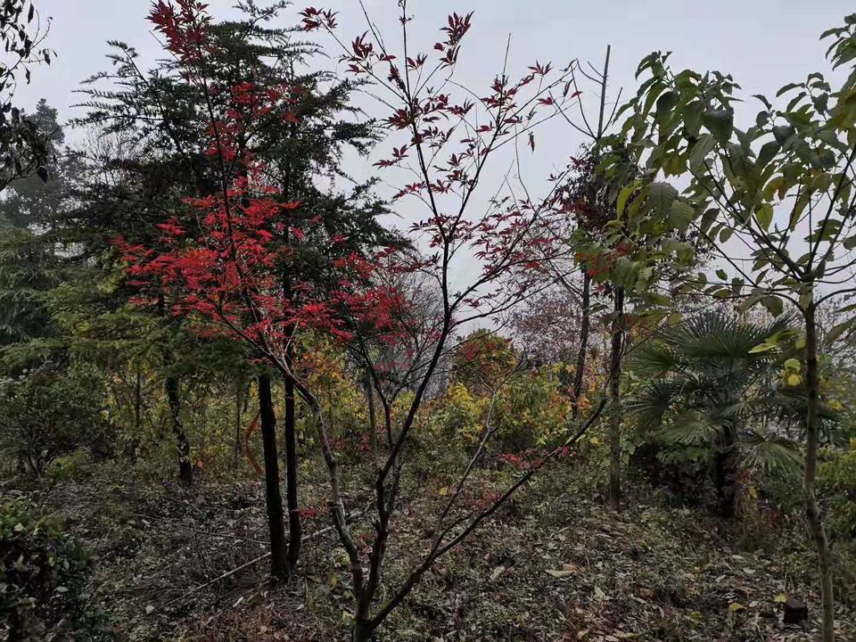 微信图片_2019120211454416