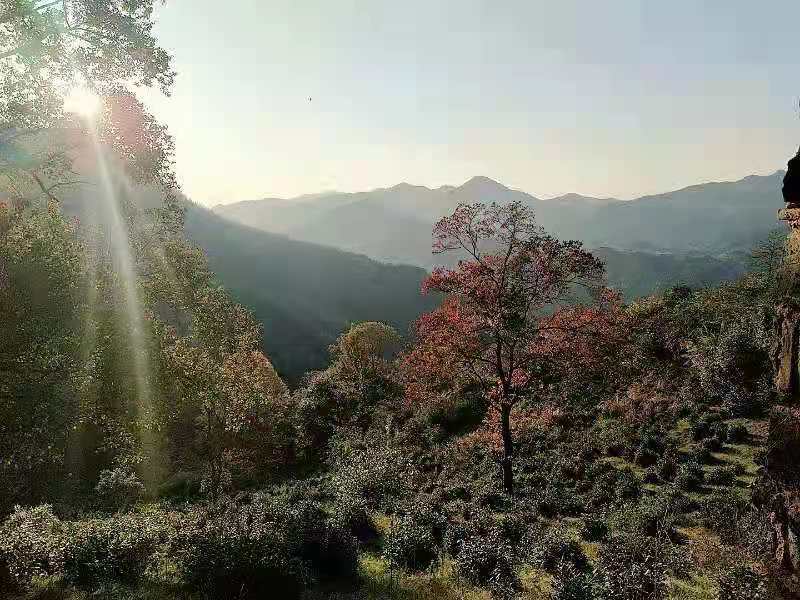 微信图片_20201116145653