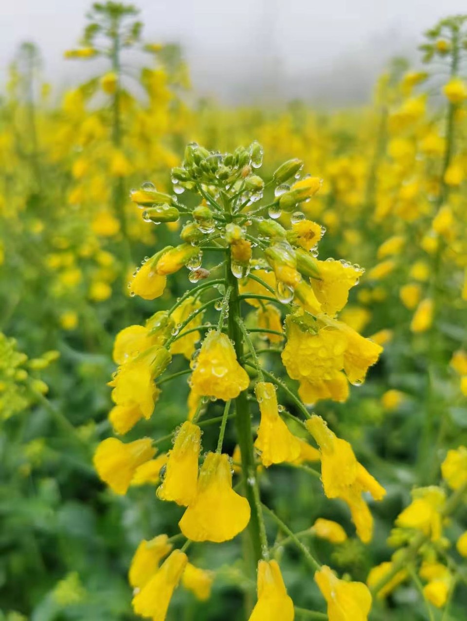 微信图片_20210308170014