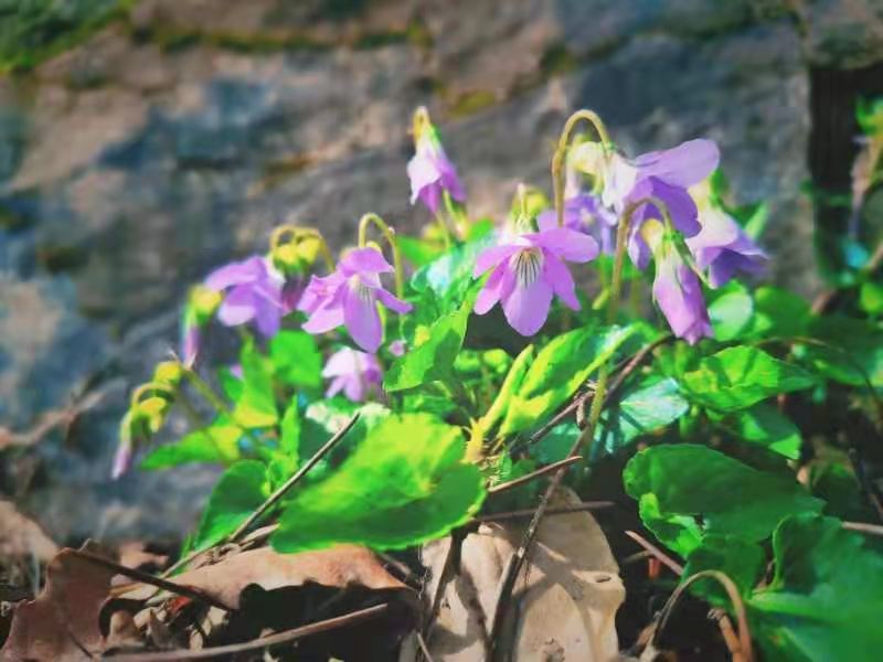 微信图片_2021032216500145