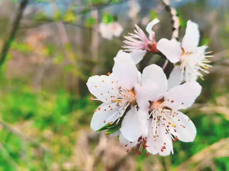 微信图片_2021032216500146