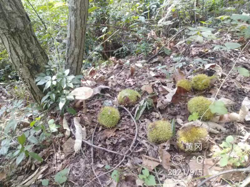 微信图片_202109131648471