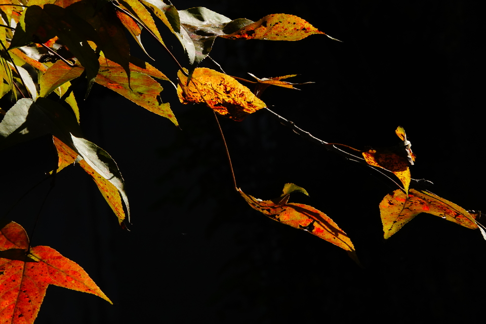 微信图片_20211115140043