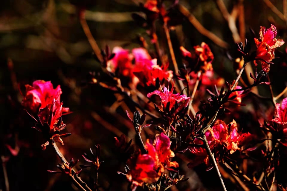 微信图片_20211207103942