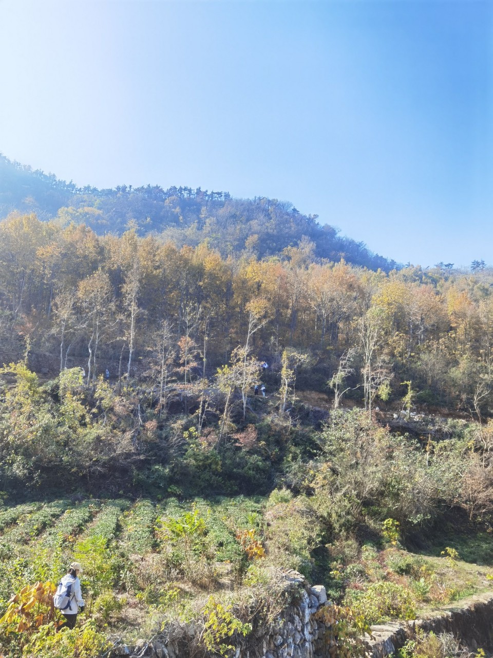 mmexport1733109614260