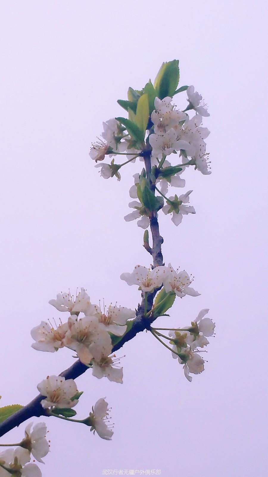 mmexport1489837377670