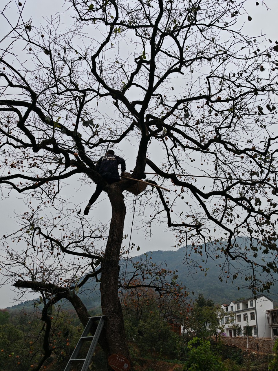 mmexport1730123696183