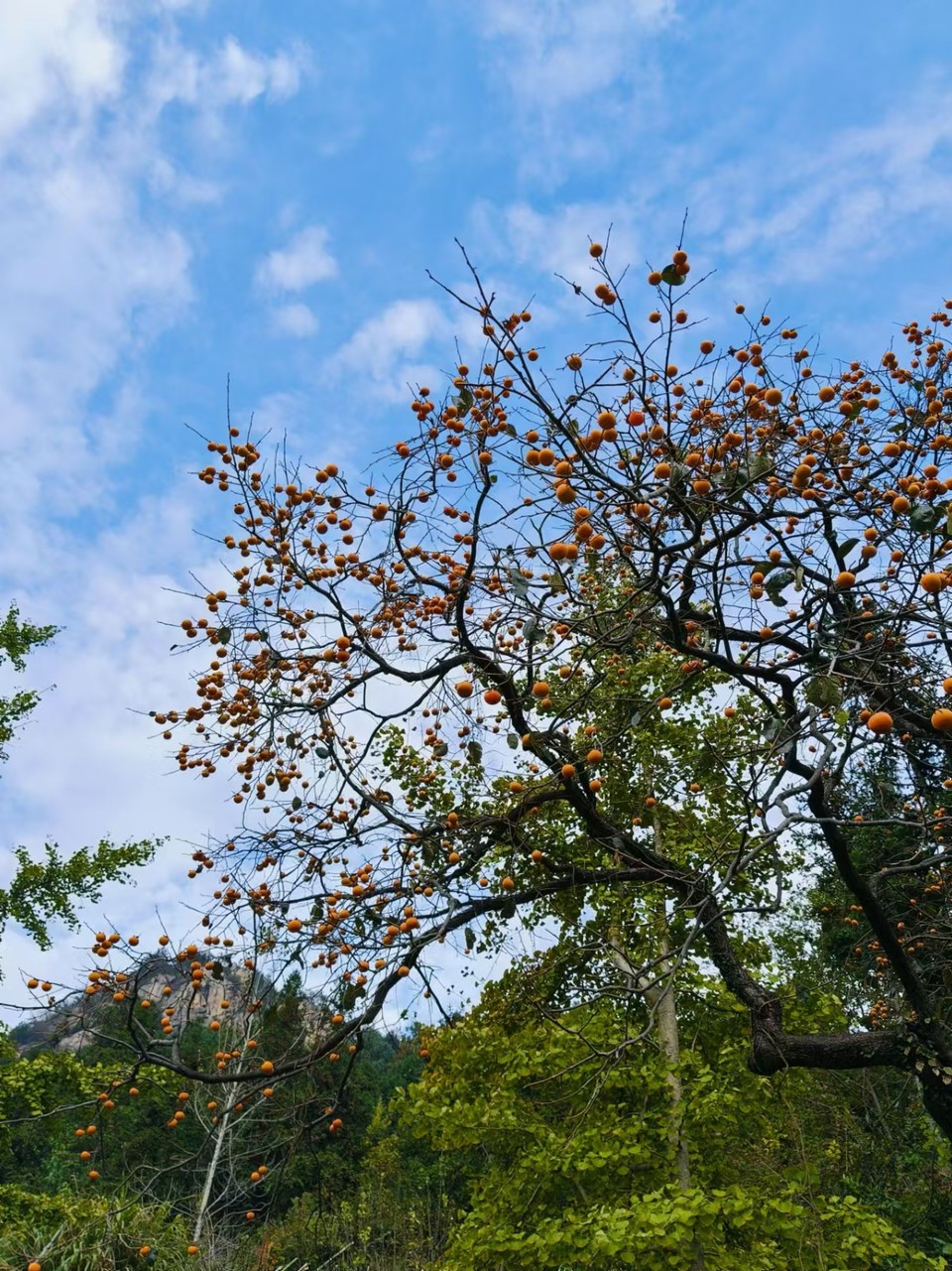 mmexport1730123655752