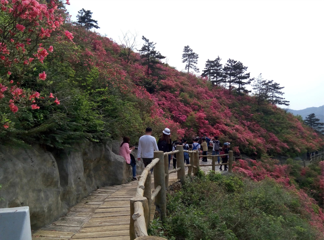 【4月14号 云雾山 杜鹃盛放 赏漫山花海 户外线一日游