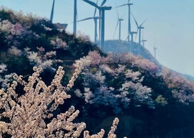 【3月14日|周六】湖北最大野樱群/赤壁葛仙山徒步观万亩野樱花，山顶大风车景观踏青游