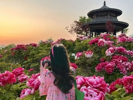 【4月10晚-12日】千年帝都洛阳城，赏牡丹花海，龙门石窟，白马寺休闲行（2+1豪华大巴）