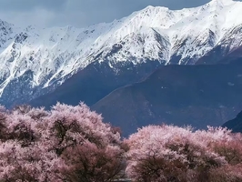 【林芝桃花】  冰雪包裹的桃花才是中国最美的春天  林芝桃花+波密桃花+索松村+然乌湖+来古冰川+巴松措+羊卓雍措7日游