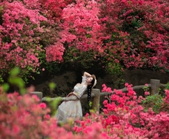 【4月6日/云雾山1日游】木兰云雾山 人间四月天—徒步云雾山 看杜鹃花海~