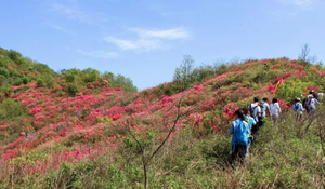 【4月12日|周日】 孝感龙传寨徒步登山+高山野杜鹃花海 1日游