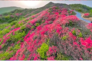 【4月18日|周六】 麻城吊桥沟峡谷登山徒步，漫步山野赏万亩杜鹃花海