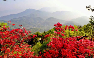【4月19日|周日】英山又有一座杜鹃山 —— 羊角尖徒步一日游