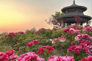 【4月19晚-21日】千年帝都洛阳城 漫步牡丹花海 龙门石窟 白马寺休闲户外行